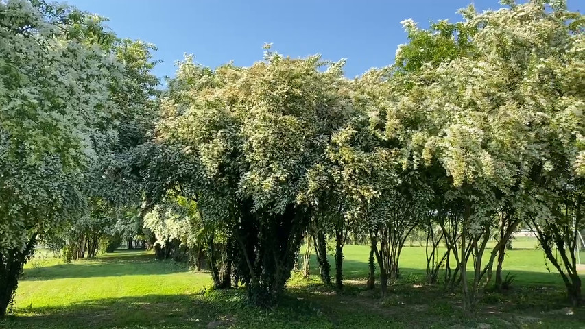 Parco di Corte Poli