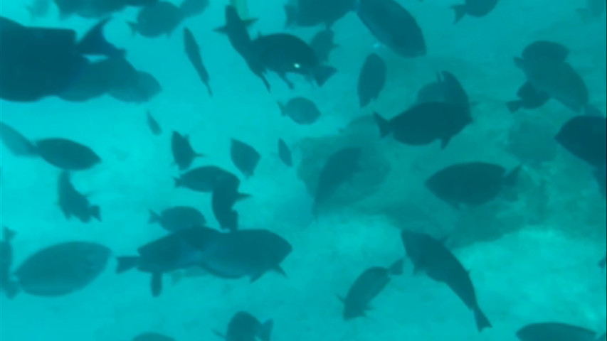 Snorkeling Aruba